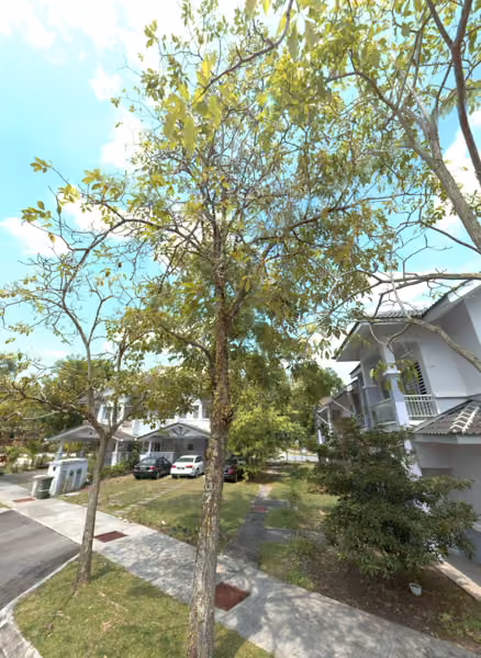 tree photo