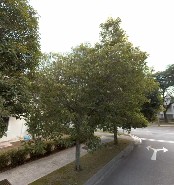 tree photo