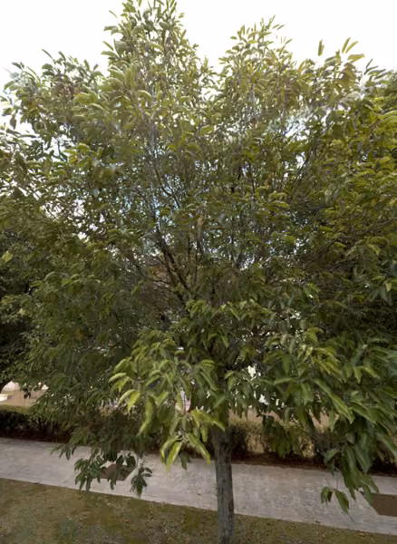 tree photo