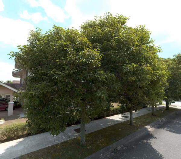 tree photo
