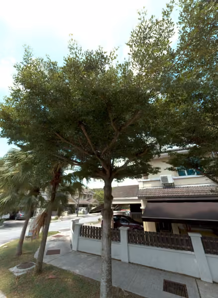 tree photo