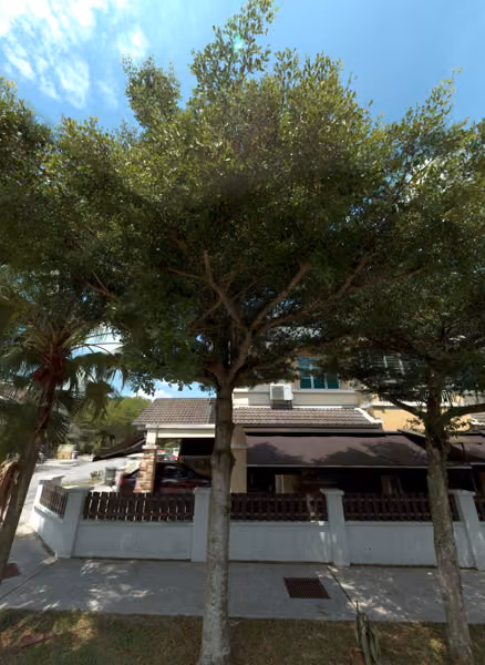 tree photo