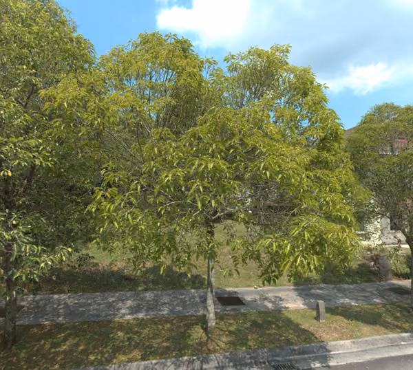 tree photo