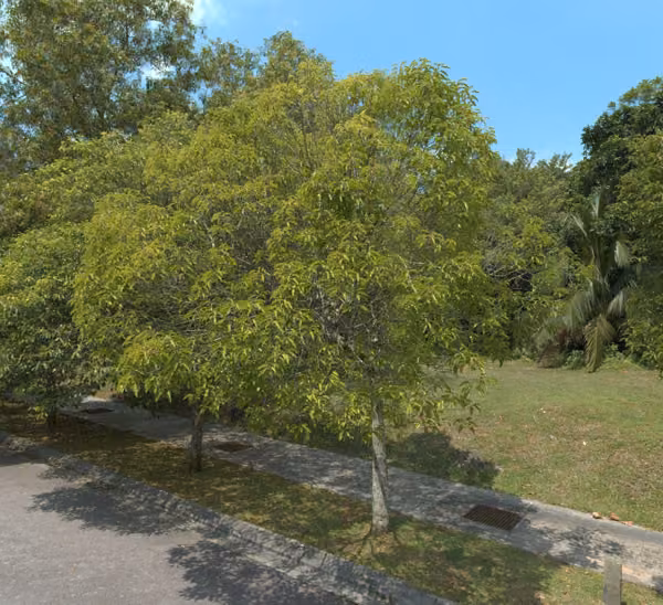 tree photo