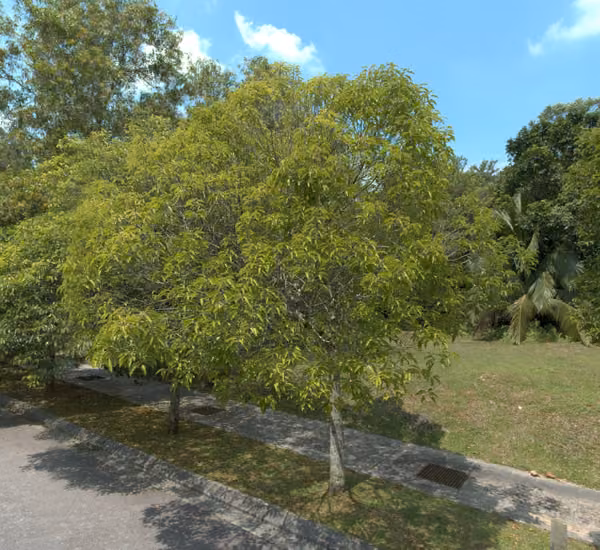 tree photo