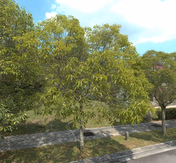 tree photo