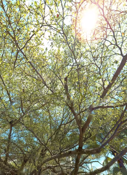tree photo