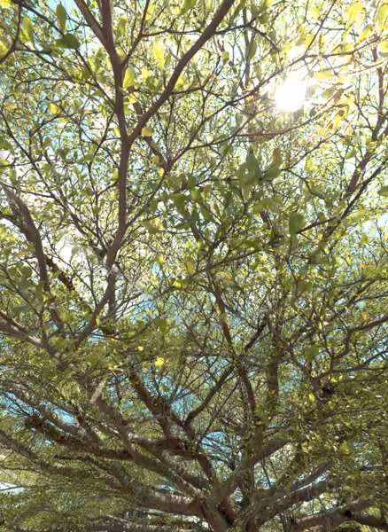 tree photo
