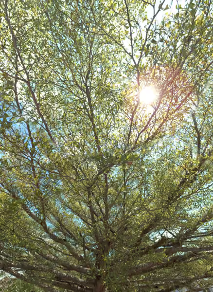 tree photo