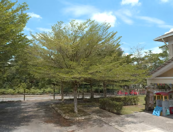 tree photo