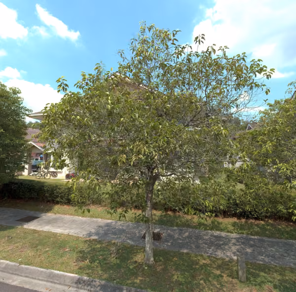tree photo