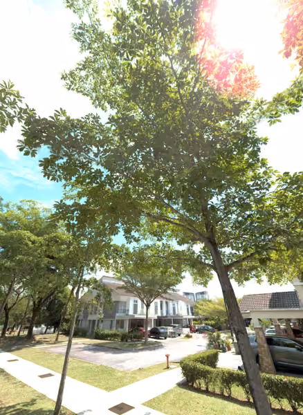 tree photo