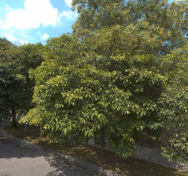 tree photo