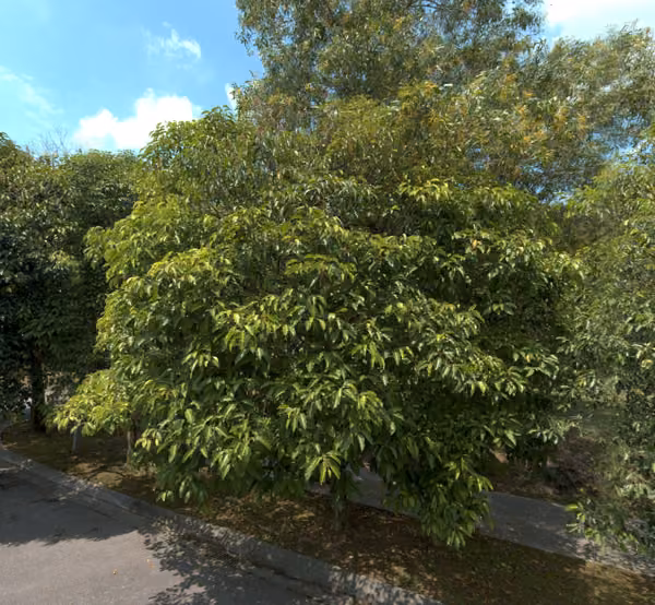 tree photo