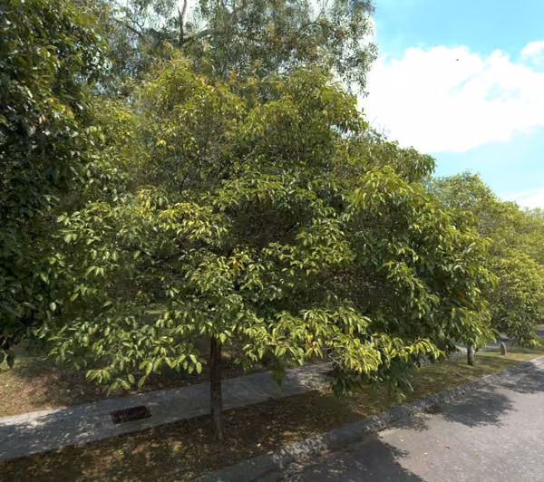 tree photo