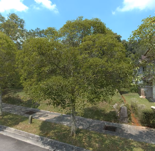 tree photo