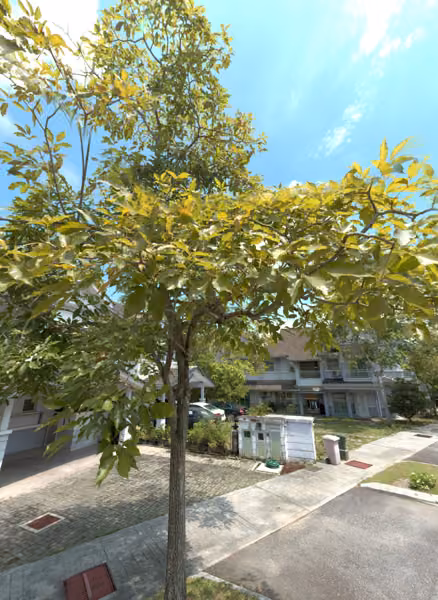 tree photo