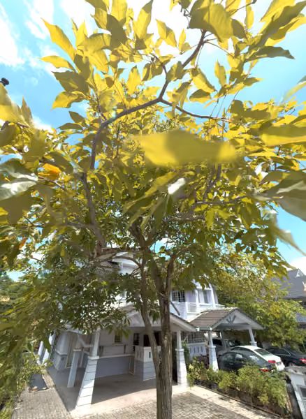 tree photo