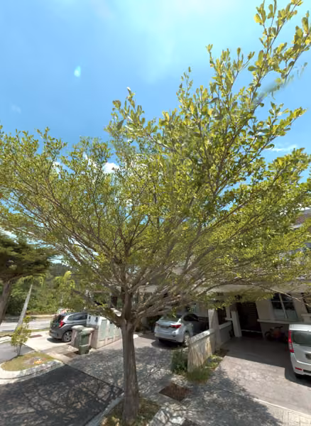 tree photo