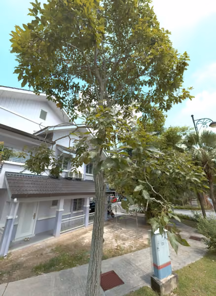 tree photo