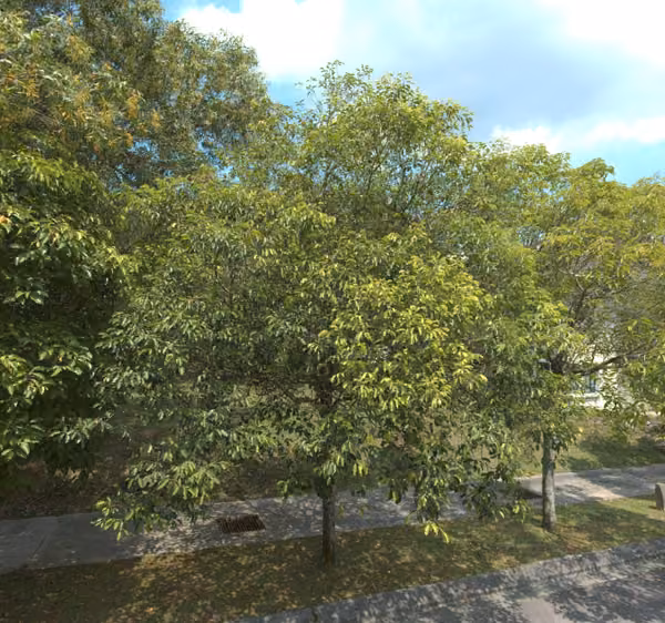 tree photo