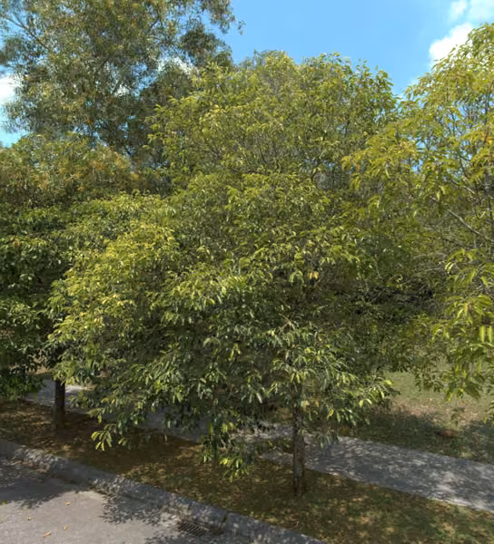 tree photo
