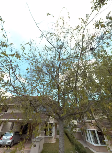 tree photo