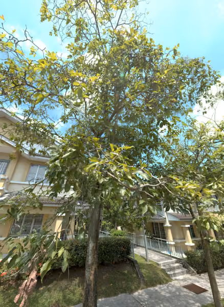 tree photo