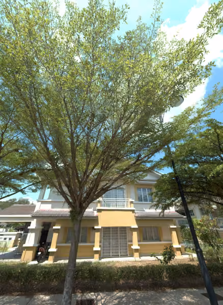 tree photo