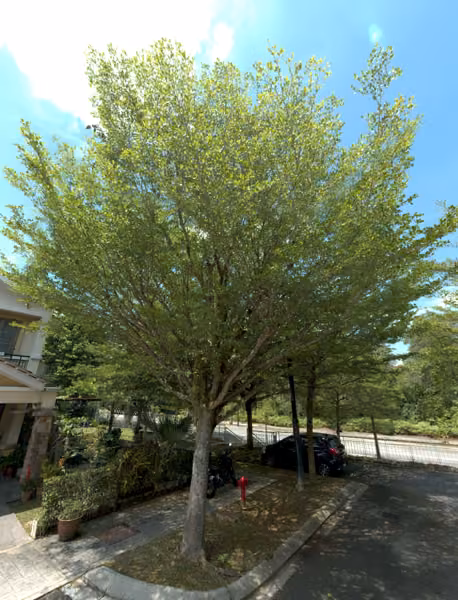 tree photo