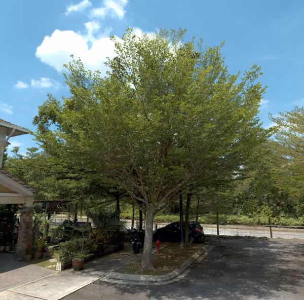 tree photo