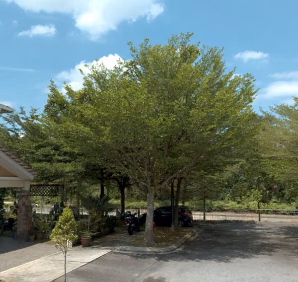 tree photo