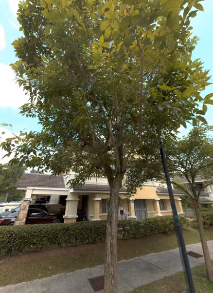 tree photo