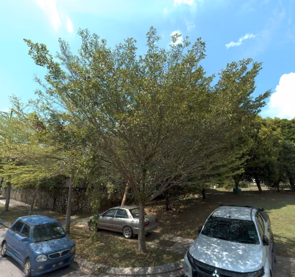 tree photo