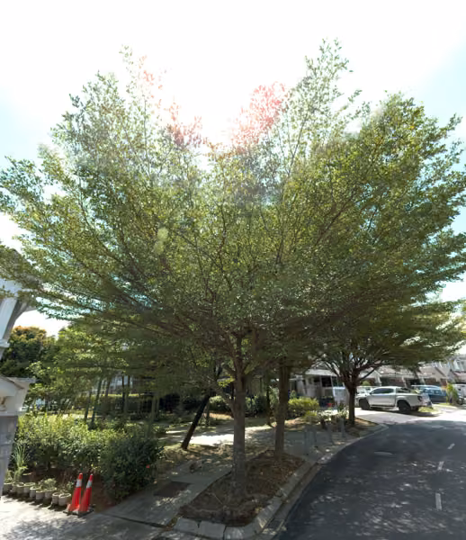 tree photo