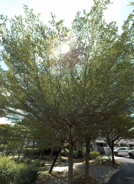 tree photo