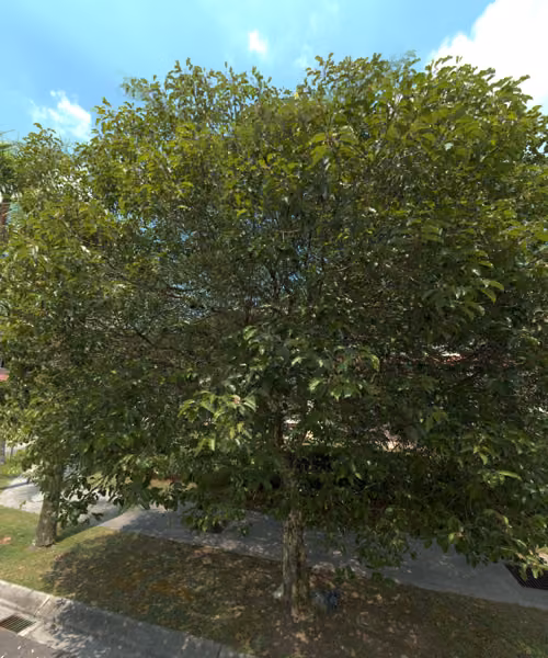 tree photo