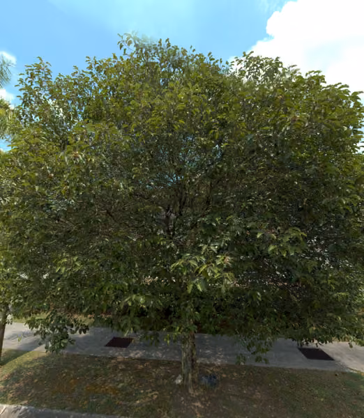 tree photo