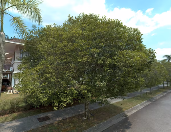 tree photo