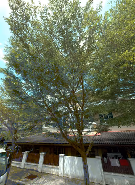 tree photo
