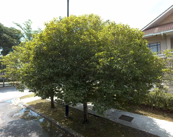 tree photo