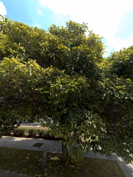 tree photo