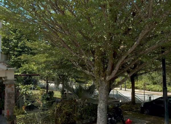 tree photo