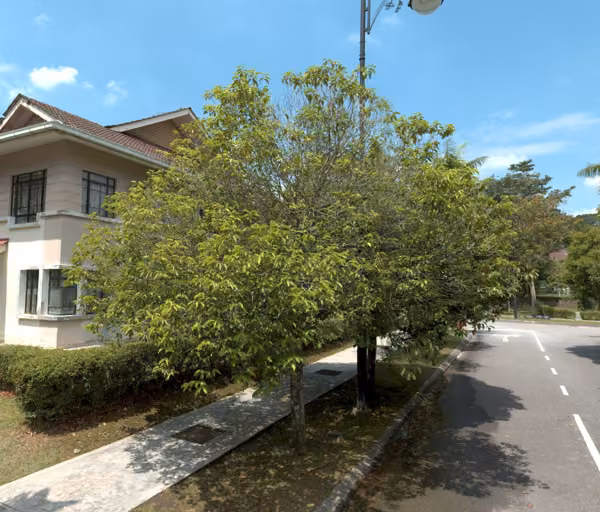 tree photo