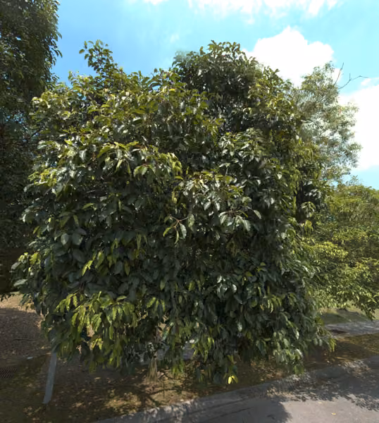 tree photo