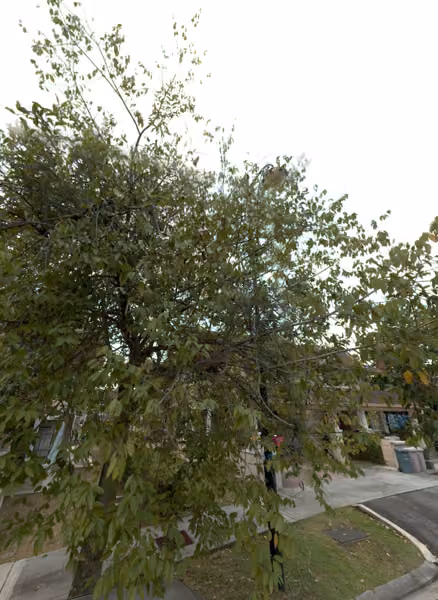 tree photo