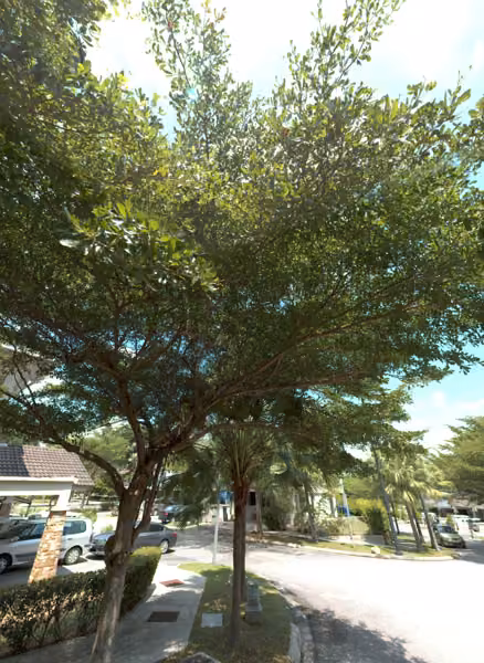 tree photo