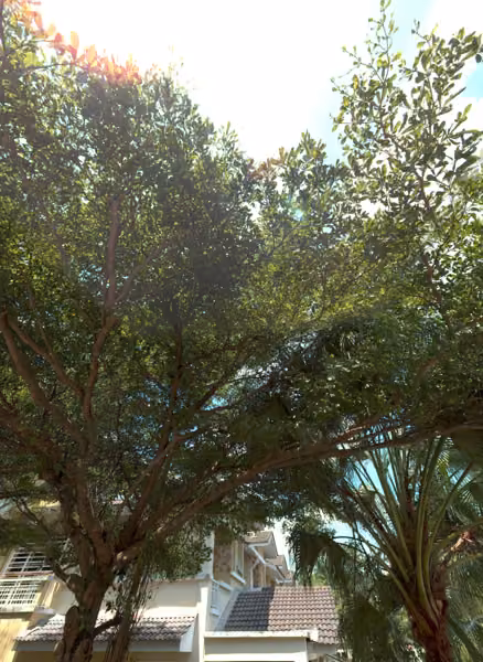 tree photo