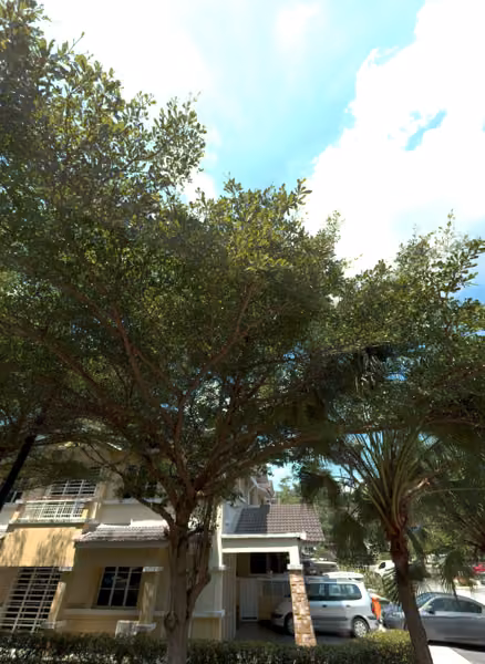 tree photo