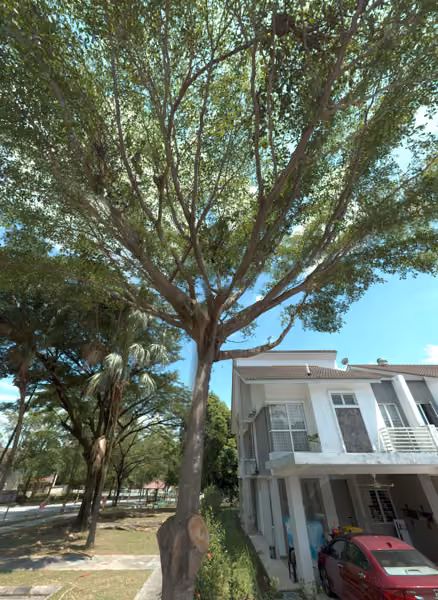 tree photo